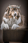 lying Australian Shepherd