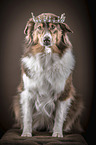 sitting Australian Shepherd