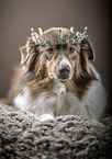 lying Australian Shepherd