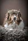 lying Australian Shepherd