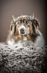 lying Australian Shepherd