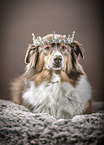 lying Australian Shepherd