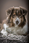 lying Australian Shepherd