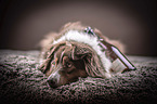 lying Australian Shepherd