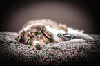 lying Australian Shepherd