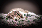 lying Australian Shepherd