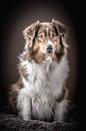 sitting Australian Shepherd