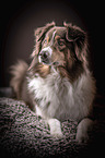 lying Australian Shepherd