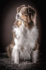 sitting Australian Shepherd