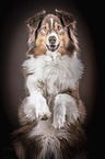 Australian Shepherd