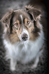 Australian Shepherd