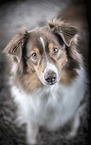 sitting Australian Shepherd