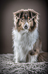 sitting Australian Shepherd