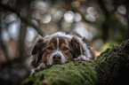 lying Australian Shepherd