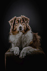 lying Australian Shepherd