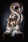 lying Australian Shepherd