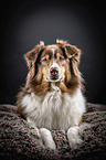 lying Australian Shepherd