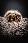 lying Australian Shepherd