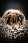 lying Australian Shepherd