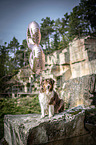 sitting Australian Shepherd