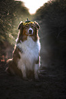 sitting Australian Shepherd