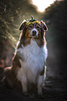 sitting Australian Shepherd