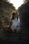 sitting Australian Shepherd