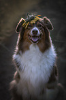 sitting Australian Shepherd