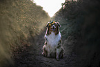 sitting Australian Shepherd