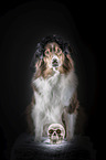 sitting Australian Shepherd