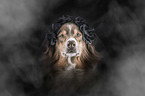 Australian Shepherd portrait