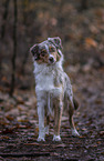 standing Australian Shepherd