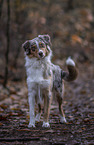 standing Australian Shepherd