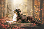 lying Australian Shepherd