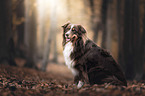 sitting Australian Shepherd