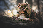 lying Australian Shepherd