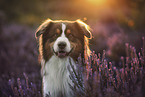 Australian Shepherd portrait