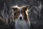 Australian Shepherd