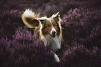 running Australian Shepherd