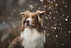 Australian Shepherd portrait