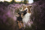 Australian Shepherd with German Shepherd Dog