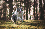 running Australian Shepherd