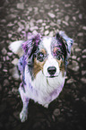 sitting Australian Shepherd