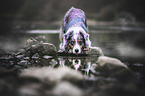 standing Australian Shepherd