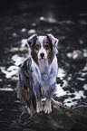 standing Australian Shepherd