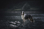standing Australian Shepherd