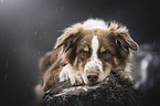 lying Australian Shepherd