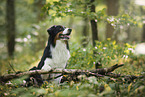 sitting Australian Shepherd