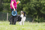 Australian Shepherd