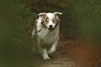 running Australian Shepherd